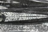 Polished Fossil Orthoceras (Cephalopod) Plate #82161-3